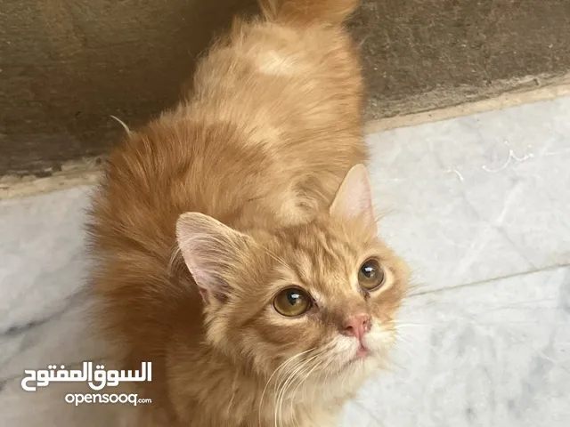 قط ذكر للتبني