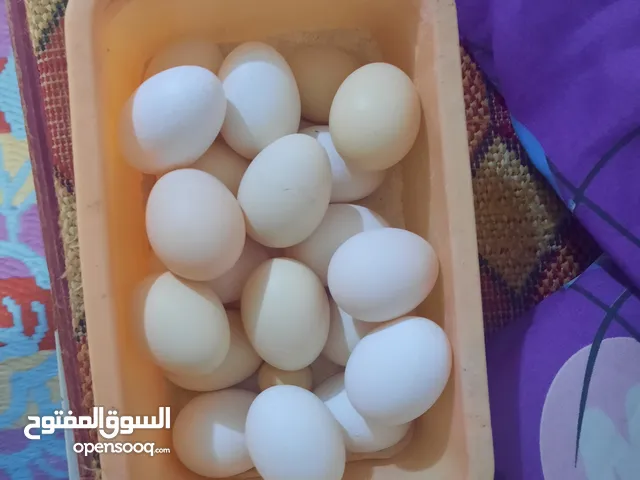 بيض دجاج عرب وابو اركيبه