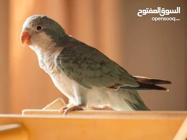 ببغاء الكويكر