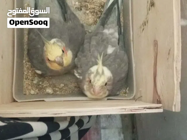 زوج كوكتيل شرط التبزير هواي مبزر منهن