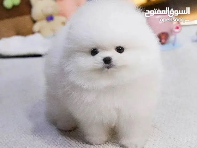 Pomeranian puppies available