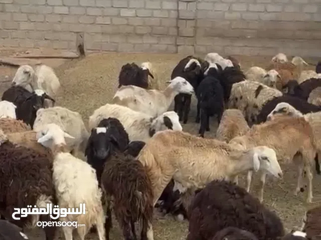 كباشه وحملات للبيع مع النقل