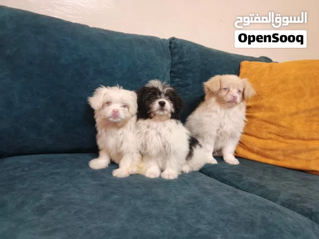 كلاب فرنسي مالتيزا طفرات اقرا الوصف ضروري جدا