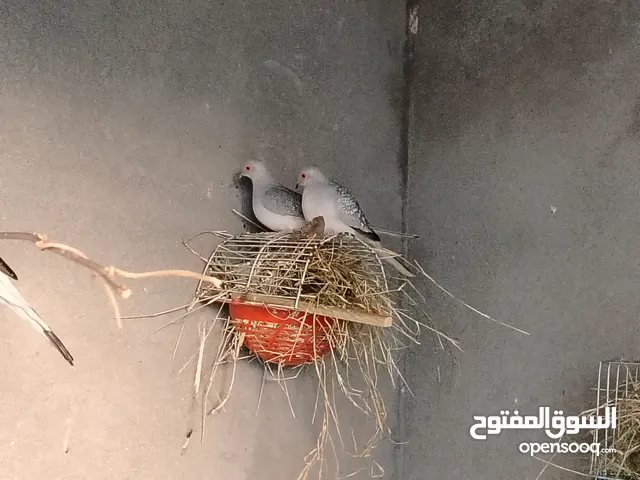 حمام ماسي أقره وصف