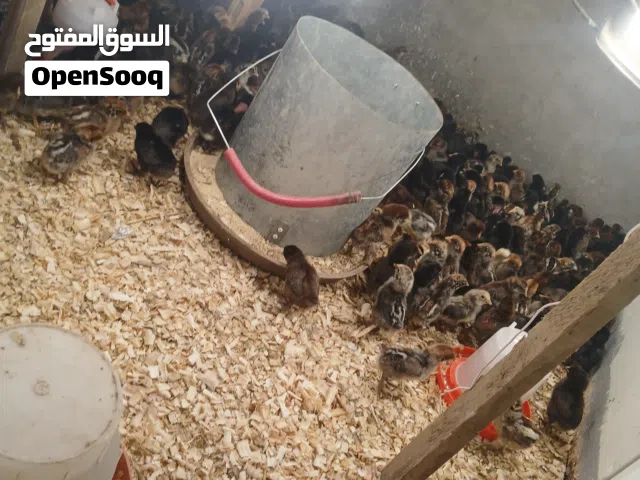 متوفر صوص بلدي للبع
