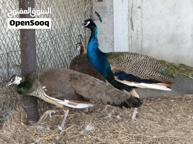 زوج طاووس للبيع