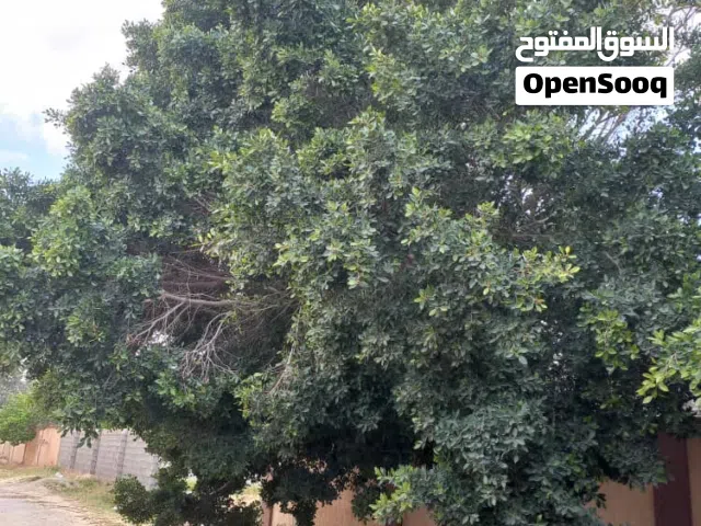 قص الأشجار الكبيره مجاني  وقص وشراء الأشجار  وادي ربيع والقويعه