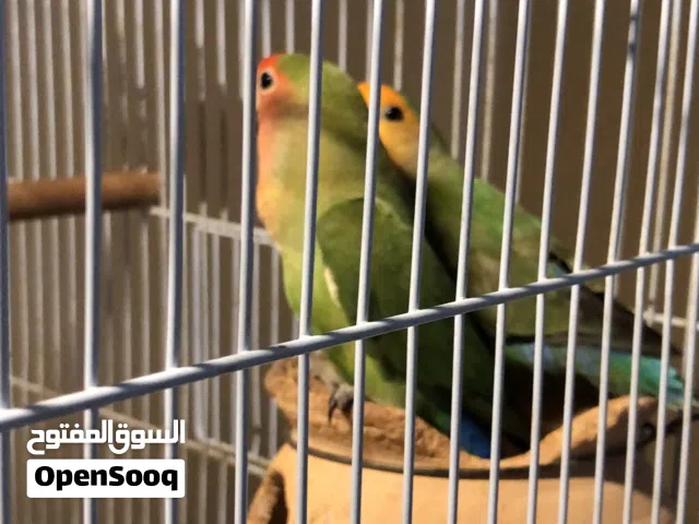 ببغاء لوف بيرد روز اليف