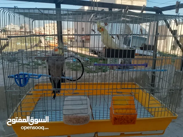 بيع ببغاء كوكتيل مع القفص ذاكر و انثه 50دينا قبل التفاوض+موجود بلايستيشن 3 معدله