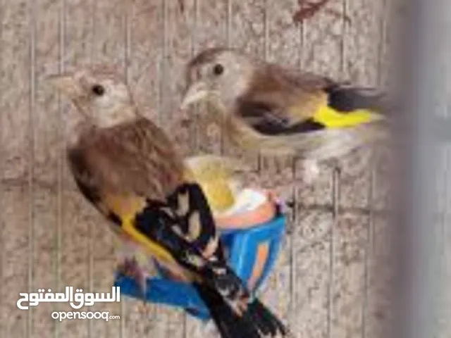 مطلوب فراخ حسون بلدي