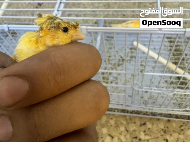 متاح بفضل ربي كوم كنارات 19 حبه.