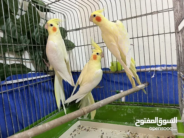 عصفير كوكتيل و فيشر