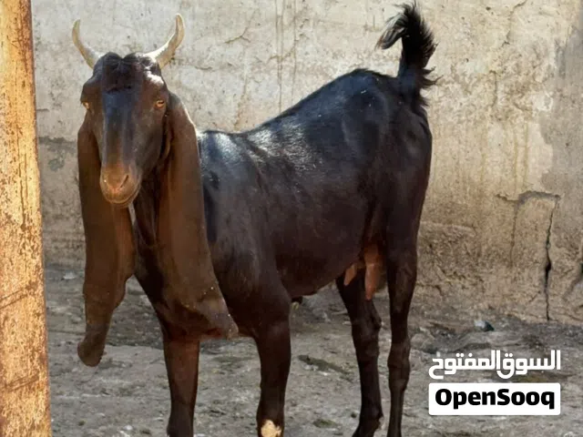 صخله افغانيه خط اول مطفل صار الها سبوع من جابت هاي اول بطن الها صخله خير من الله وراها صخل افغاني