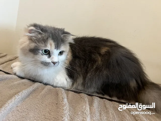 2 yrs Playful Scottish female