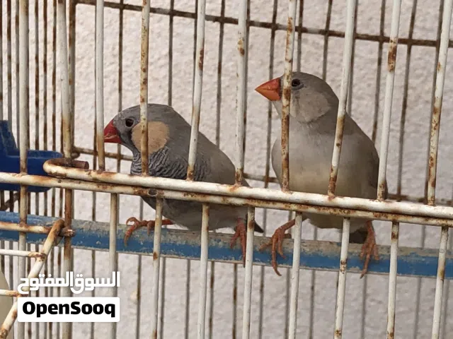 كوبيا زيبرا وذكر فردي