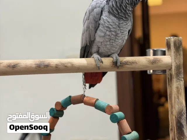 ببغاء كاسكو متكلم أكثر من 35 كلمة
