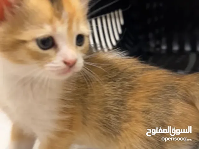 قطه شيرازي