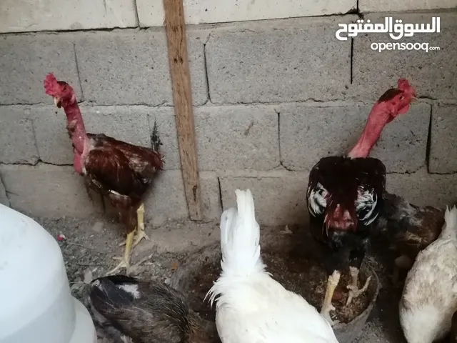 دجاج عرب الأصلي