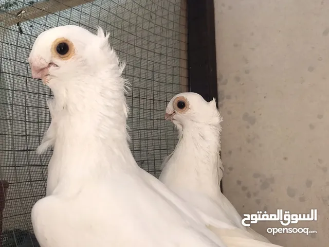 اقرأ الوصف