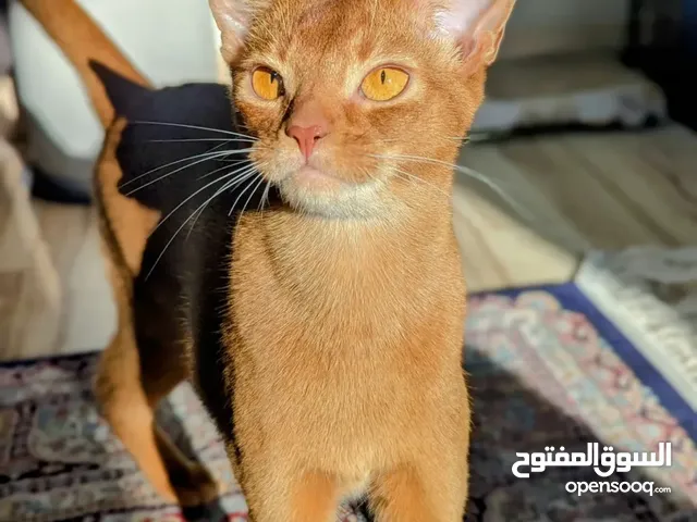 Purebred Abyssinian Males