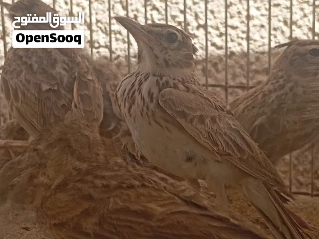 طيور بريه لاصحاب المحميات