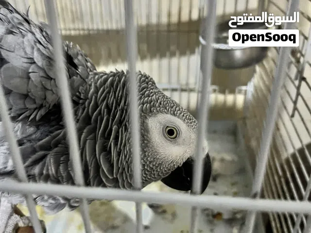 ببغاء كاسكو