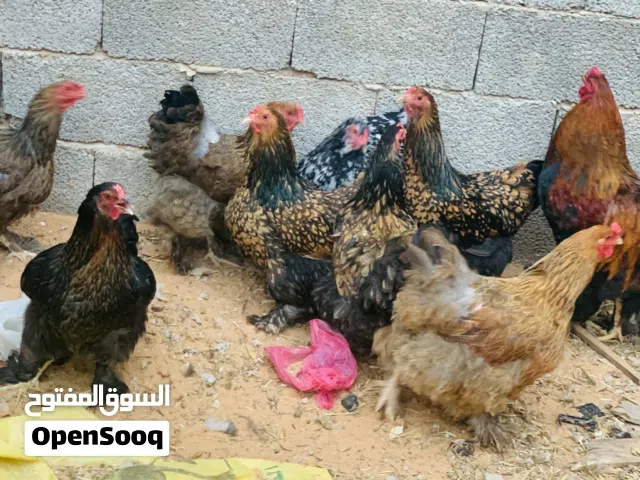 دجاج للبيع