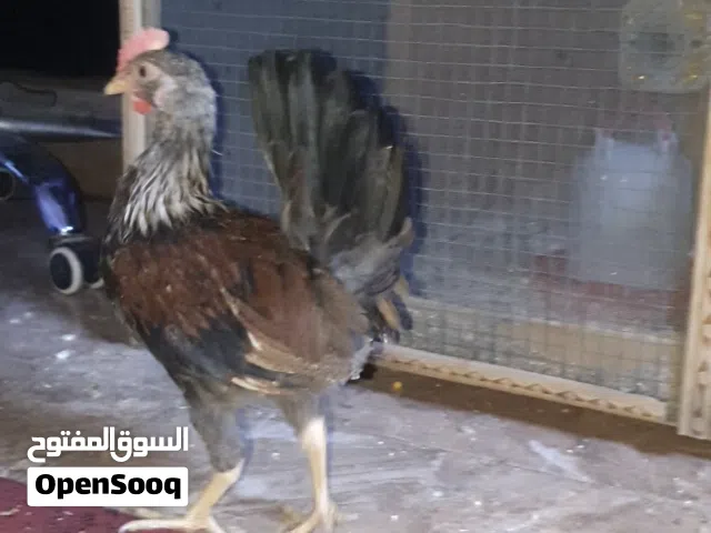 السلام عليكم متاح ديج تمري خط اول ما يحتاج اسولف الفيديو يوضح كلشي