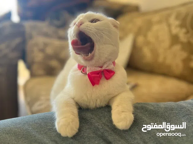 سكوتش فولد بيضاء أنثى معقمة صحة ممتازة للبيع