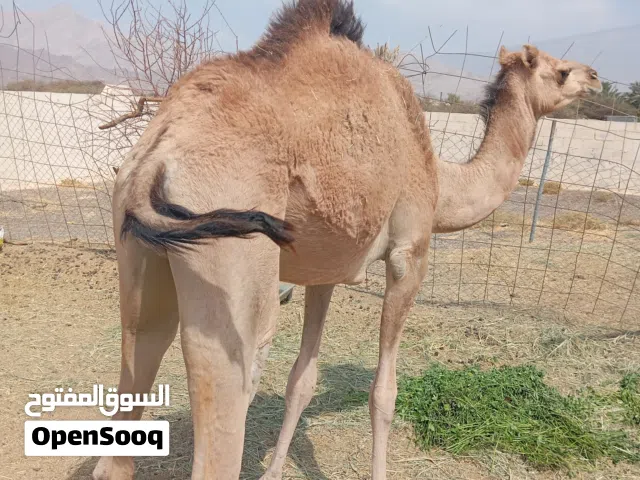 البيع بكره عمانيه صغيرت السن