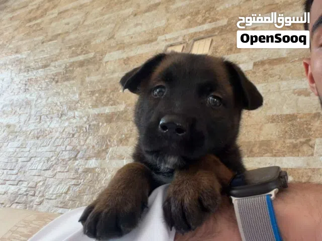 كلب مالينو بيور عمره 52 يوم صحة ممتازه عنده كل التطعيمات و عنده جواز  مكانه في دبي