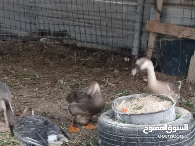 بط كوبرا فحله ثنين نثايه ثنين عنوان بصرة قظاء أبو الخصيب مالت بيت البيض على الف