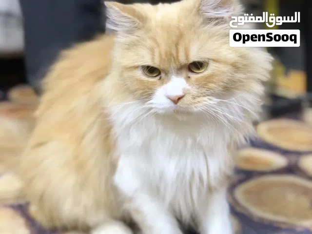 قطه شيرازي انثى عمرها سنه واشهر