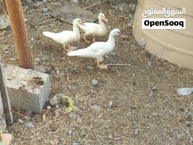 بط للبيع مستعجل