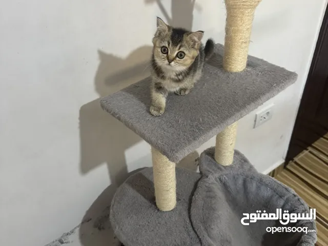 سكوتش ستريت NY25
