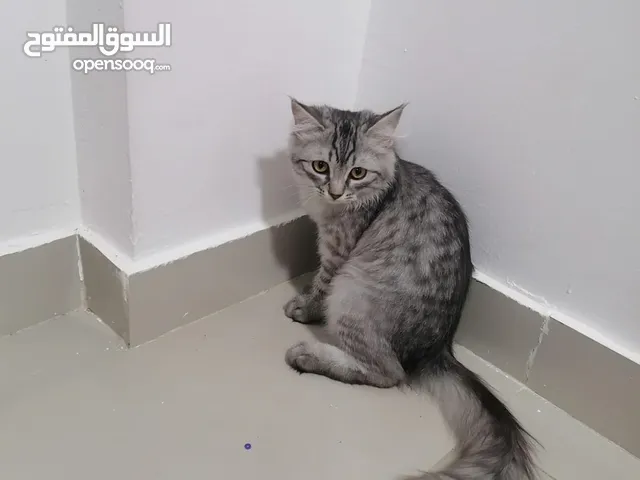 قطة شيرازي ممتازة