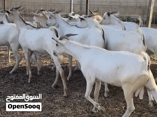 تيوسه صومالي مطعومات