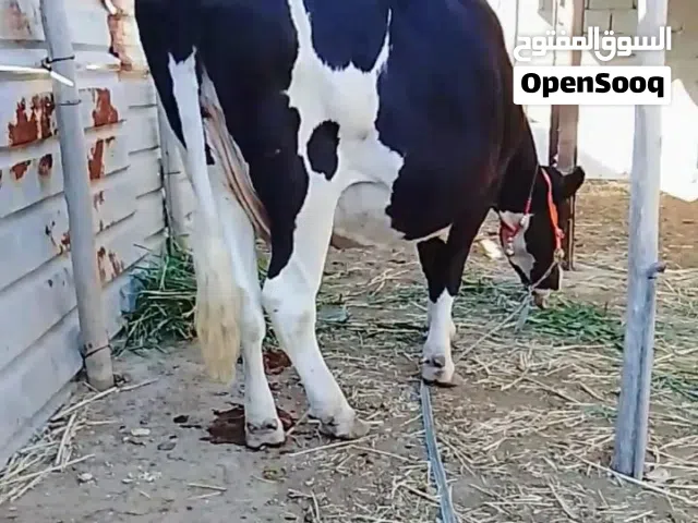 حيوانه فريزيه اصل عليها 8تشهر فحص بيطار