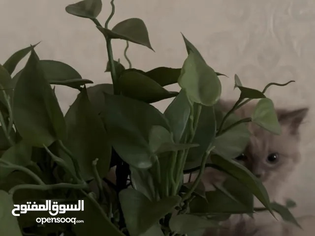 قطتين سكوتش مكس شيرازي عمرهم شهرين وعشر ايام متدربين ع الليتر بوكس واخدين حبة الديدان