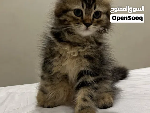 قط انثى العمر 4 شهور