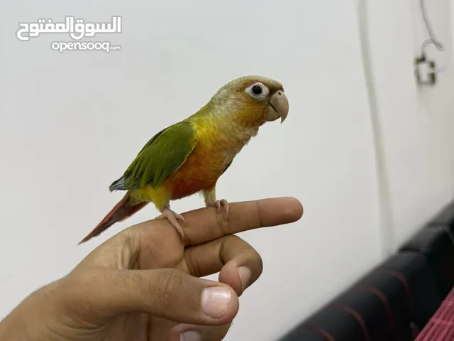 ببغاء الكنيور