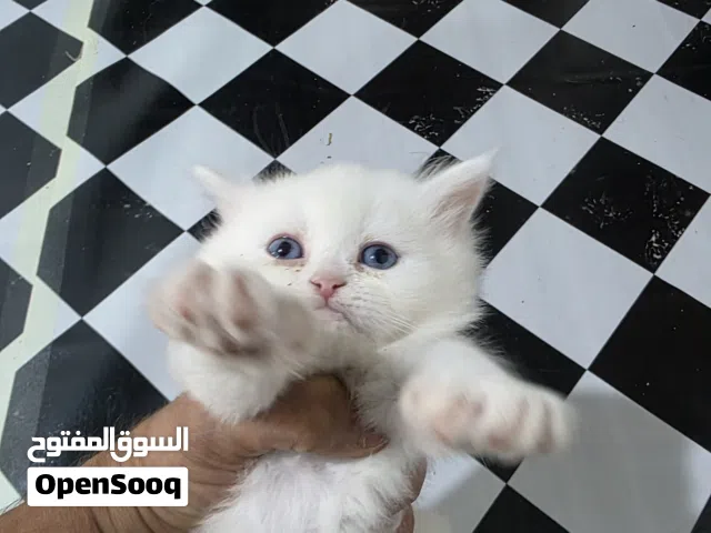 قطط مضرب شيرازي هملايا