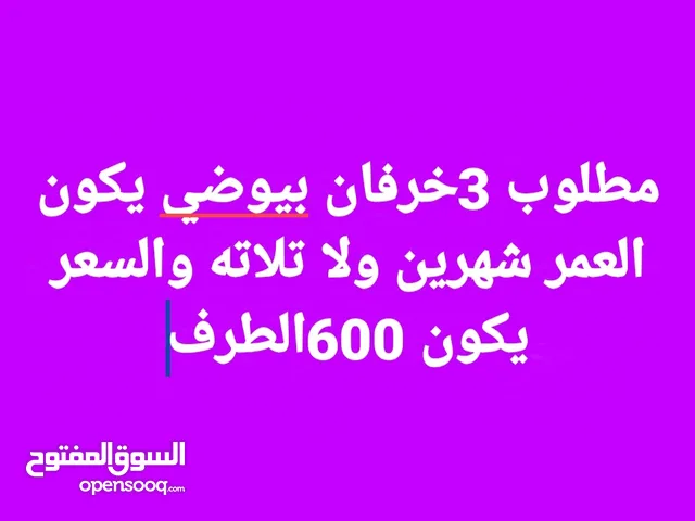مطلوب خرفان بيوضي