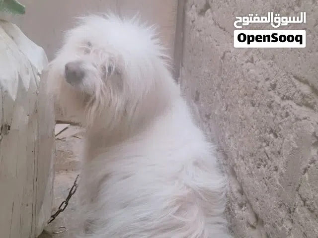 كلبه مالتيز