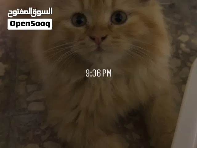 Persian cute cats