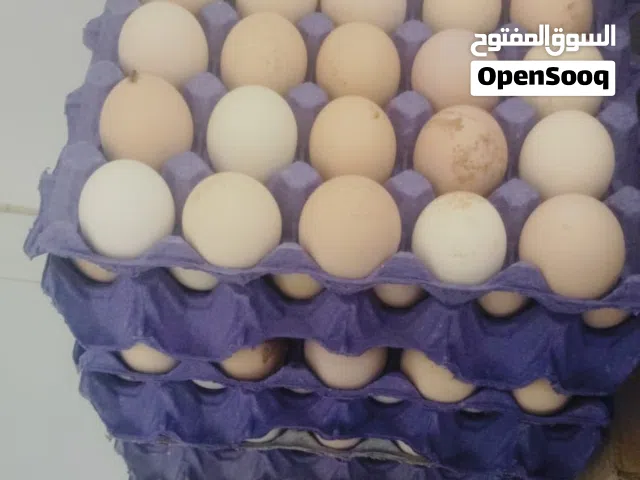 يتوفر بيض رومي وحجل والحبشي والفزن