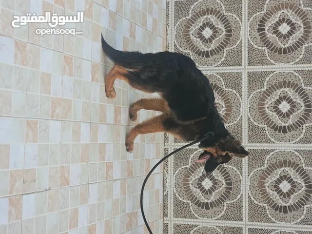 Puppies G.S.D جراوي بلاك اند تان ووررك كينج سايز king size