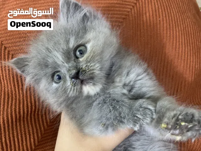 3 قطط صغار كلش حلوات ونظيفات