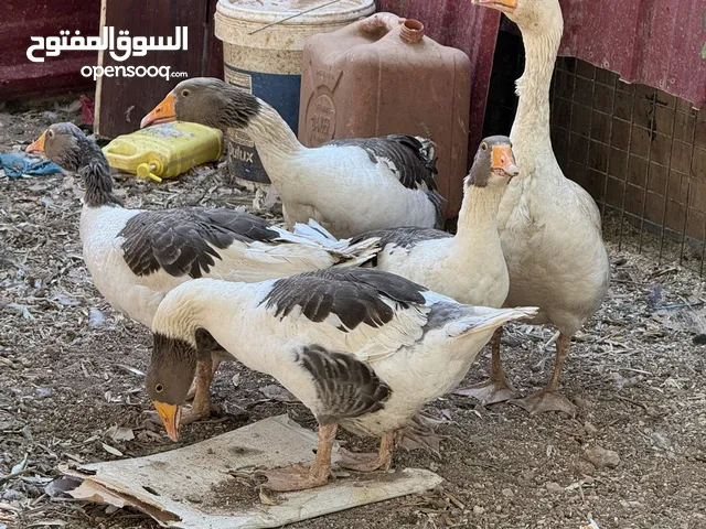 جوز وز مع صيصان للبيع او للبدل
