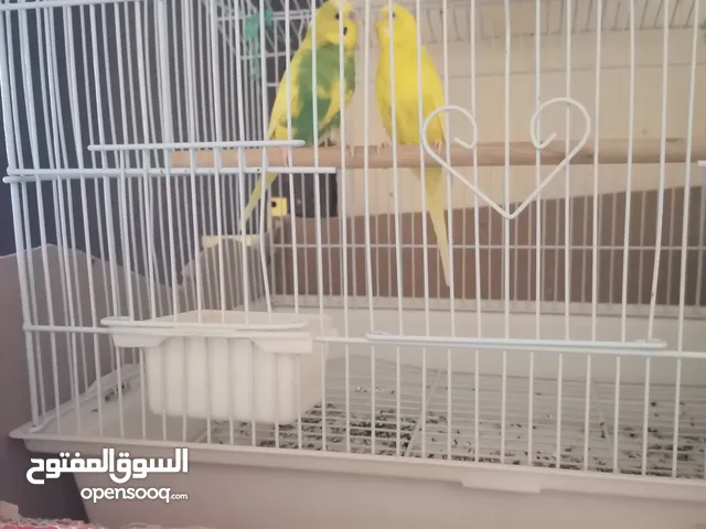 ببغاء بادجي